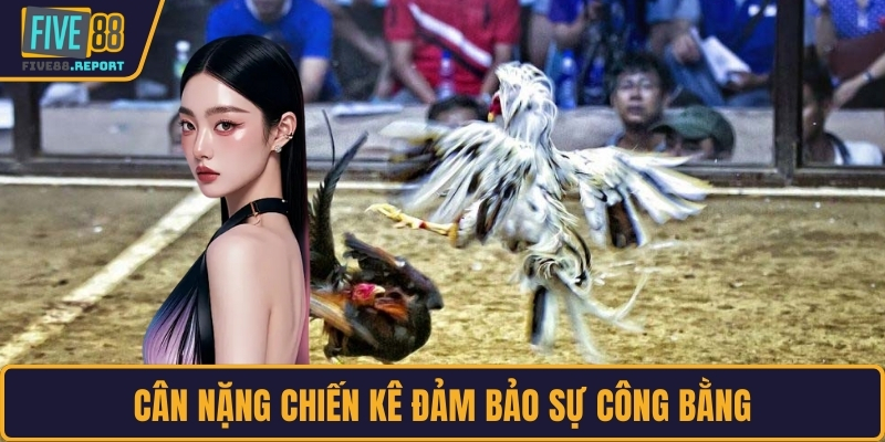 Cân nặng chiến kê đảm bảo sự công bằng