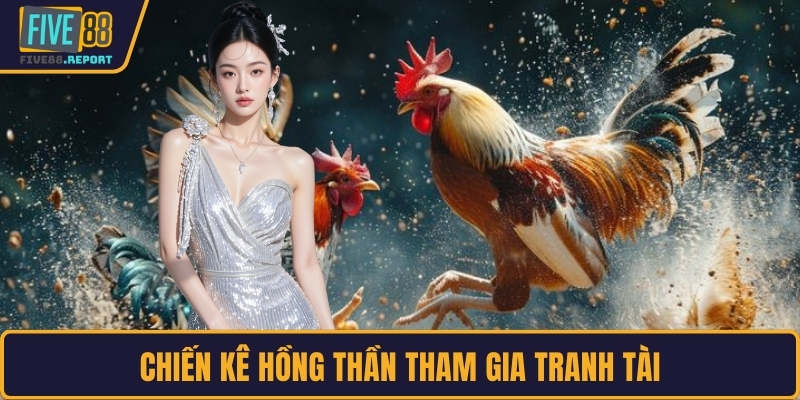 Chiến kê Hồng Thần tham gia tranh tài