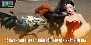 Đá gà thomo FIVE88