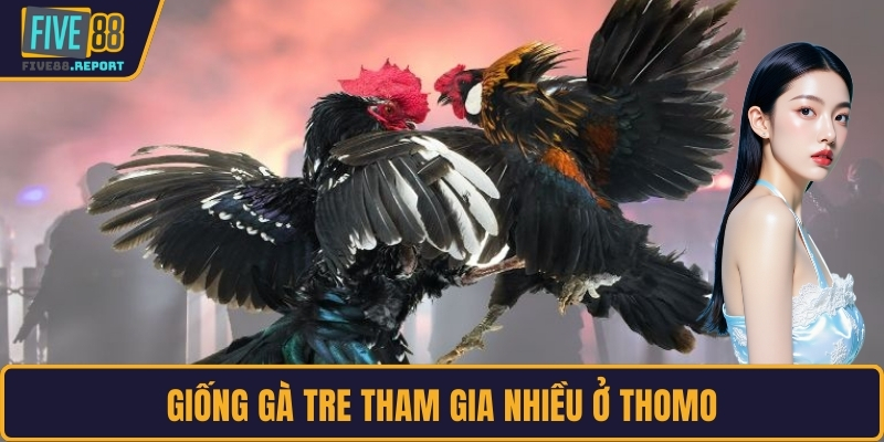 Giống gà tre tham gia nhiều ở thomo
