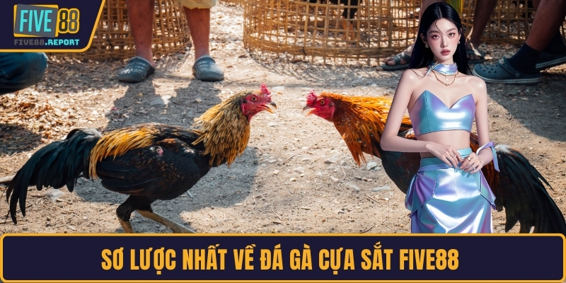 Sơ lược nhất về đá gà cựa sắt FIVE88