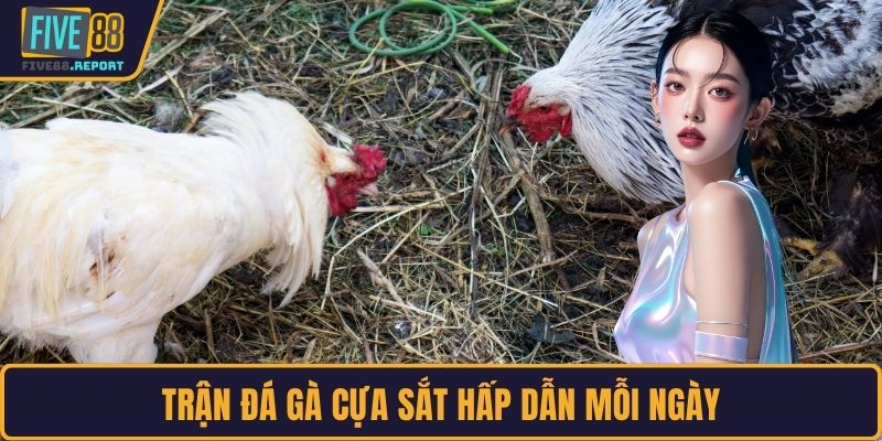 Trận đá gà cựa sắt hấp dẫn mỗi ngày